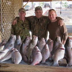 John T Hall Striper Guide