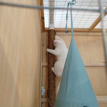 Hotel Sisal Cat Boarding - SnowFang climbing the pole in one of our cat rooms. - Pet Boarding Near Me - Madison, Wisconsin Hotel Sisal Cat Boarding - SnowFang climbing the pole in one of our cat rooms. - Pet Boarding Near Me - Madison, Wisconsin