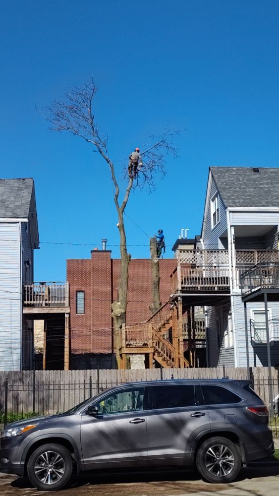 Brother And Sisters Garcia Torres Tree service & Landscaping - tree service in Chicago, IL