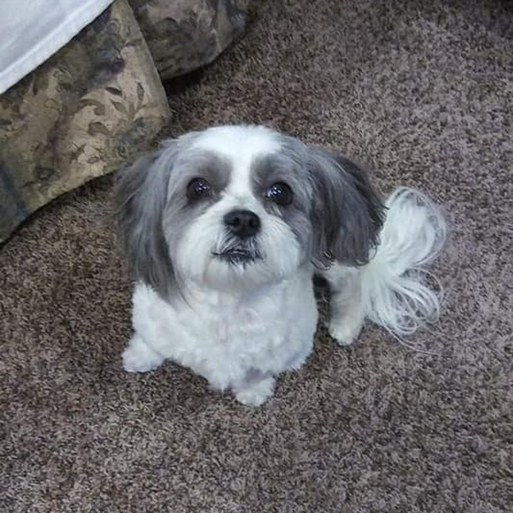 Veterinary Neurological Center - Veterinarians Near Me - Phoenix, Arizona Veterinary Neurological Center - Veterinarians Near Me - Phoenix, Arizona