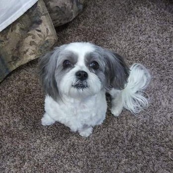 Veterinary Neurological Center - Veterinarians Near Me - Phoenix, Arizona