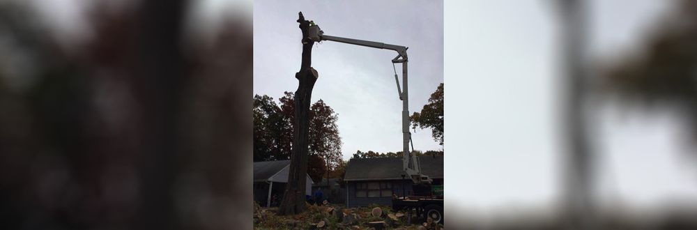 Ray The Tree Guy - tree service in Hartford, CT