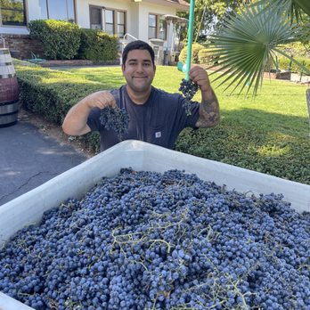Happy Dayz Vineyard - A TON! of Malbec ready to be de-stem'd. - Wine Tasting Room Near Me - Penryn, California Happy Dayz Vineyard - A TON! of Malbec ready to be de-stem'd. - Wine Tasting Room Near Me - Penryn, California