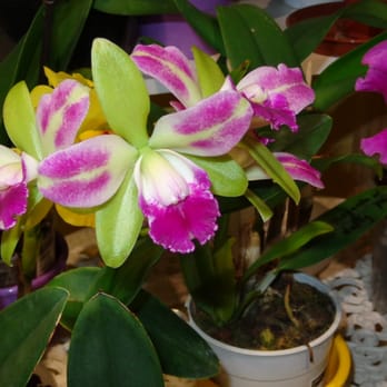 Currlin Orchideen - The rebloomed Flowers. The are so beautiful! - Flowers & Gifts Near Me - Welbhausen - Uffenheim, BY