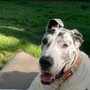 Photo of At Home Veterinary