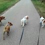 Photo of Dog Holiday