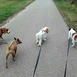 Dog Holiday