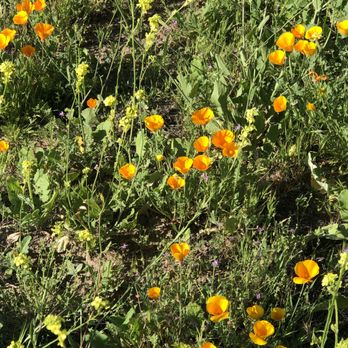 Big Sky Trail - Poppy clusters at Big Sky Trail, Simi Valley, California - Hiking Near Me - Simi Valley, California