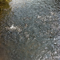 Brule Fish Hatchery - Fish frenzy