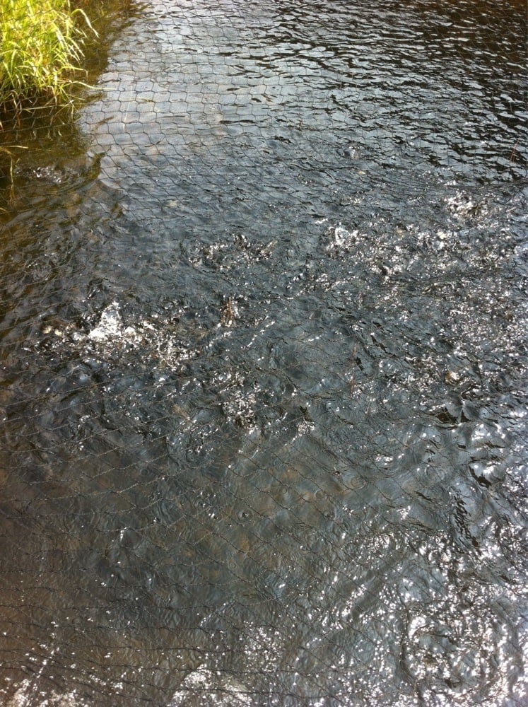 Brule Fish Hatchery Logo