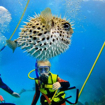 Tilden's Scuba Center - Scuba Diving Near Me - Marathon, Florida Tilden's Scuba Center - Scuba Diving Near Me - Marathon, Florida