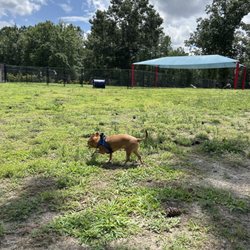 Bailey Lake Dog Park - Jax met a dog, but he was more interested in investigating all the smells