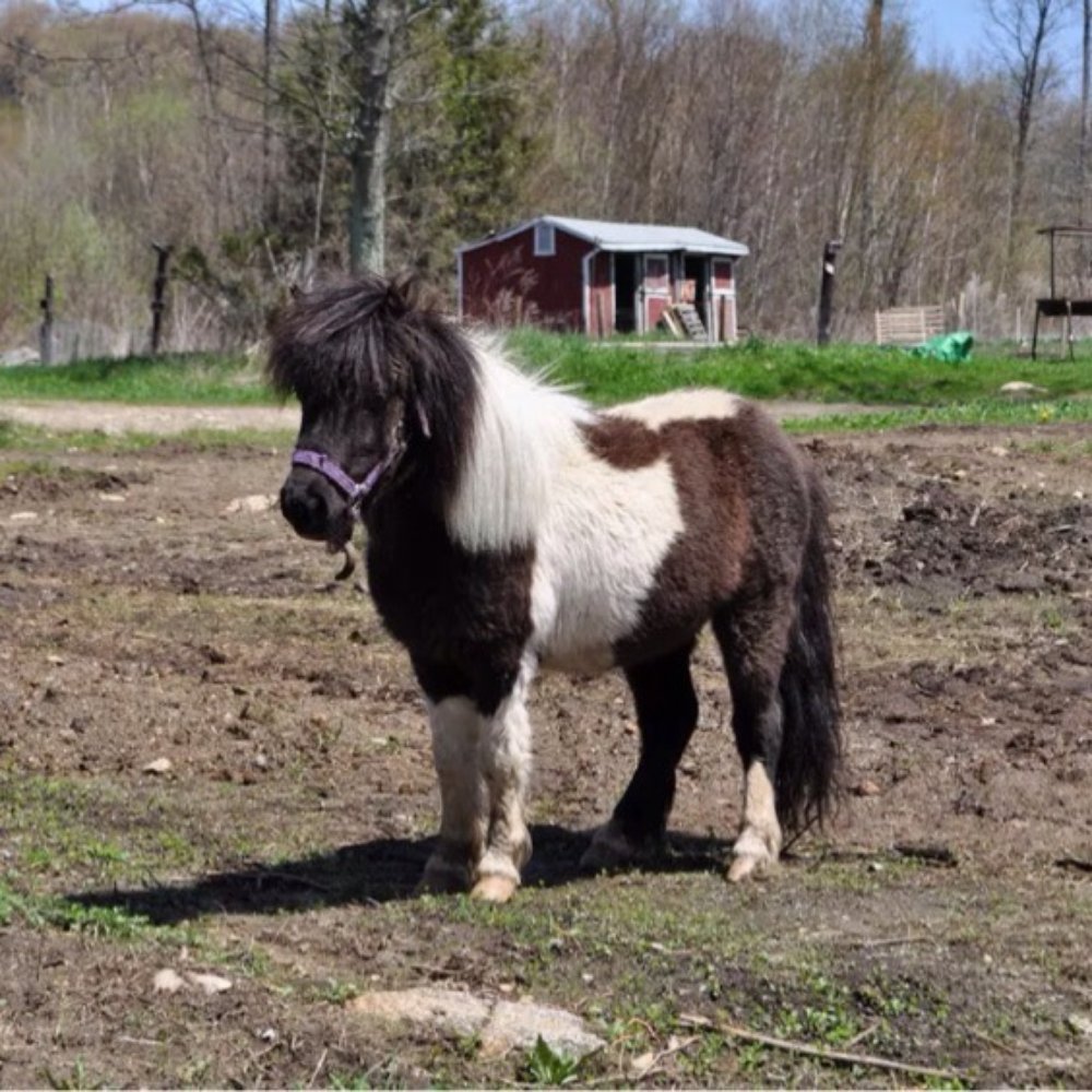 Hillside equestrian meadows - Party & Event Planning Near Me - Wolcott, Connecticut Hillside equestrian meadows - Party & Event Planning Near Me - Wolcott, Connecticut