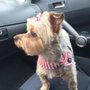 Photo of A Stylish Pet