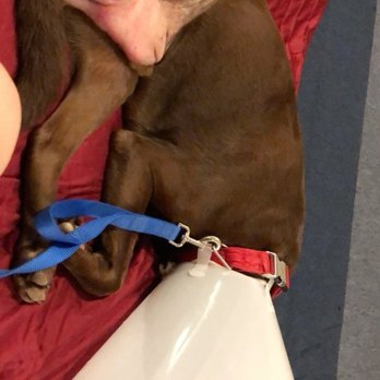 The Pet Clinic - Tobi after amputation. The leg that was removed weighed over 10 pounds. - Veterinarians Near Me - Salem, Oregon