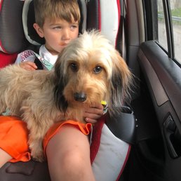 When I adopted a ragamuffin heavily matted neglected pup. A beautiful cinderella story came home with me. When I adopted a ragamuffin heavily matted neglected pup. A beautiful cinderella story came home with me.