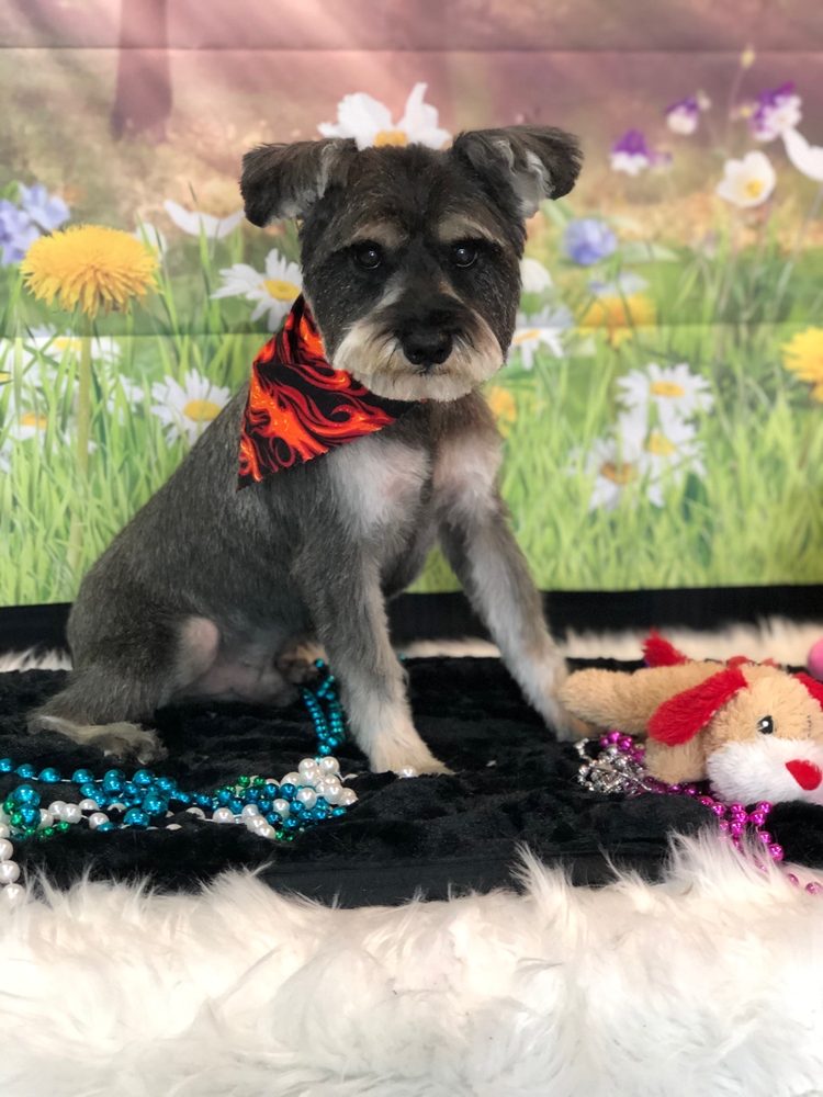 JACKIE’S GROOMING SPA & HOTEL Updated August 2024 26 Photos & 11