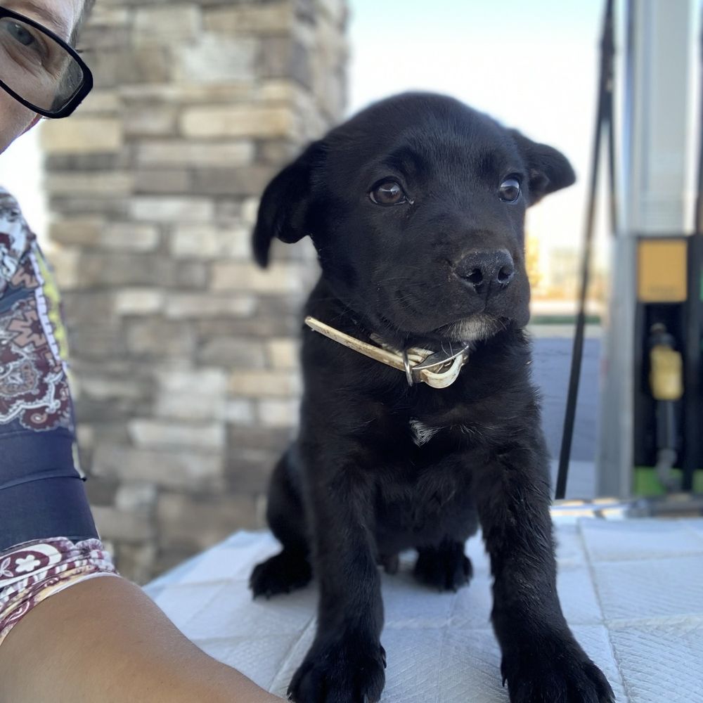 Magical Creatures Transport - Turbo during transport! - Pet Transportation Near Me
