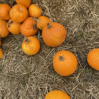 Scholls Ferry Farm - Pumpkin Patches Near Me - Hillsboro, Oregon Scholls Ferry Farm - Pumpkin Patches Near Me - Hillsboro, Oregon