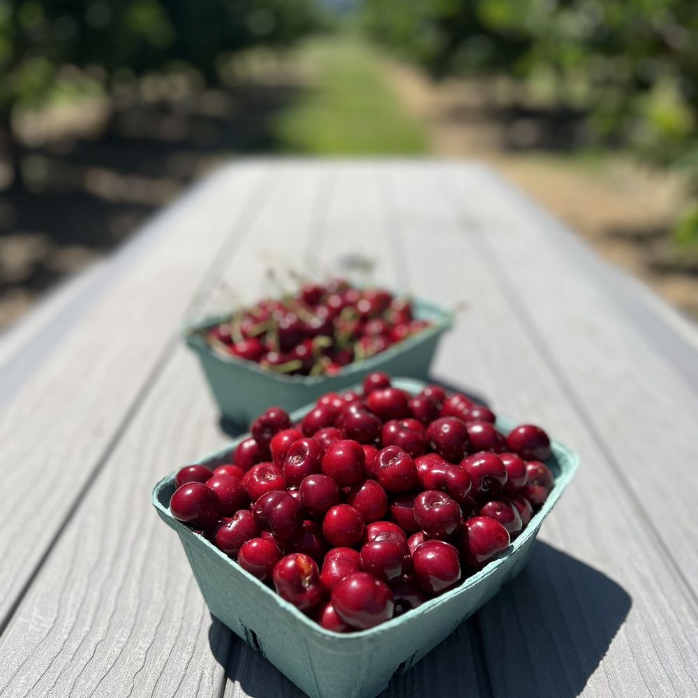 Packer Orchards & Bakery - two baskets of cherries - Bakeries Near Me - Hood River, Oregon Packer Orchards & Bakery - two baskets of cherries - Bakeries Near Me - Hood River, Oregon