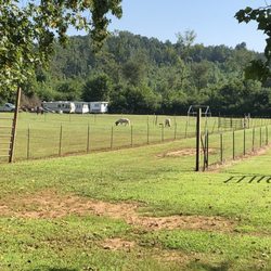 Hiddenite Family Campground - Horses!
