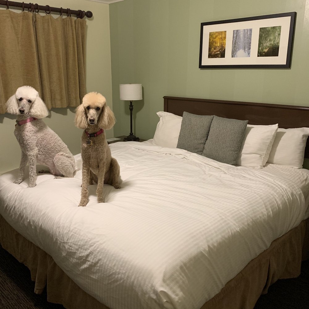 Mammoth Creek Inn - King size pet friendly room - Ski Resorts Near Me - Mammoth Lakes, California Mammoth Creek Inn - King size pet friendly room - Ski Resorts Near Me - Mammoth Lakes, California