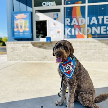 Dutch Bros Coffee - National dog day bandana - Coffee & Tea Near Me - Folsom, California