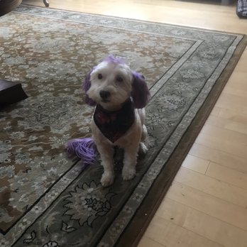 pup a razzi pet salon