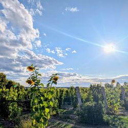 Kin Vineyards