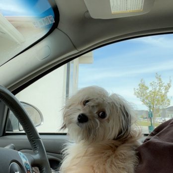 Lucky Paws Pet Spa - Oatmeal right before his appointment - Pet Groomers Near Me - South Jordan, Utah Lucky Paws Pet Spa - Oatmeal right before his appointment - Pet Groomers Near Me - South Jordan, Utah