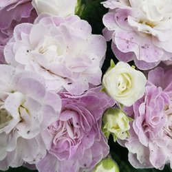 North SeaTac Park - Don't miss out on the new blooms! Bring a book or wander through the gardens