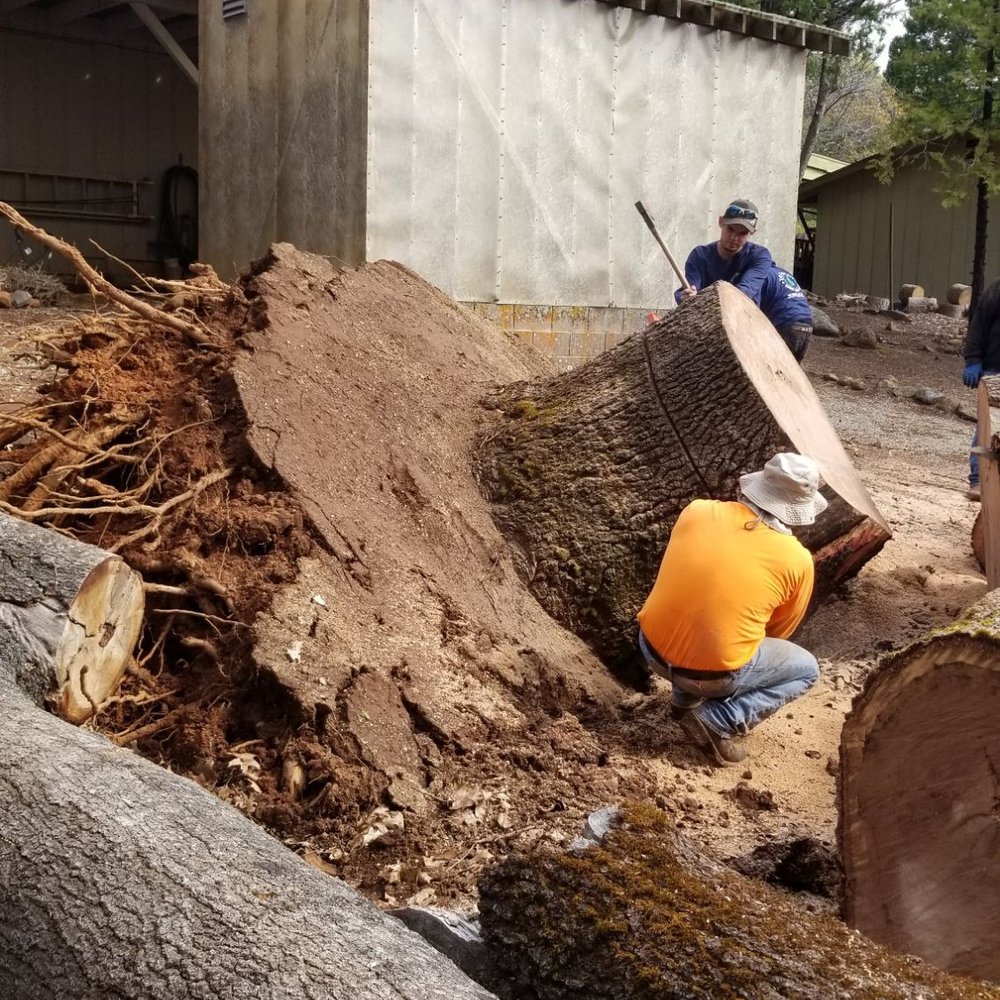 Lone Pine Tree Service - Tree crew cutting the base into spillable segments. - Tree Services Near Me - Valley Springs, California Lone Pine Tree Service - Tree crew cutting the base into spillable segments. - Tree Services Near Me - Valley Springs, California