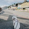 Schoonmaker Beach gift card