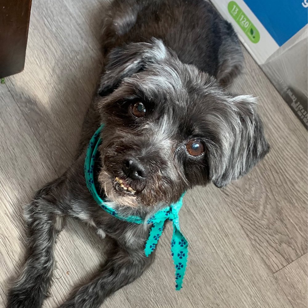 Happy Dog Grooming - Our old lady looking extra beautiful! - Pet Groomers Near Me - Ontario, California Happy Dog Grooming - Our old lady looking extra beautiful! - Pet Groomers Near Me - Ontario, California