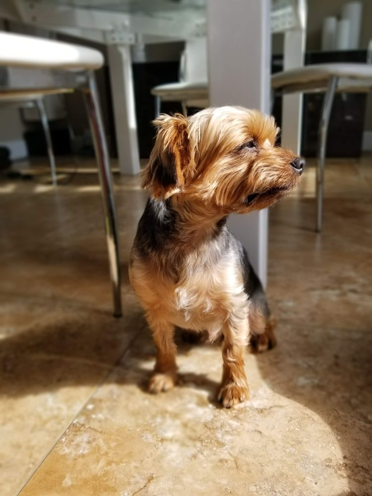 DOG GROOMING BY MARGARETE 2371B W Hwy 98, Mary Esther, Florida Pet