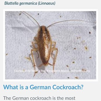 Above All Pest Control - German cockroaches - Pest Control Near Me