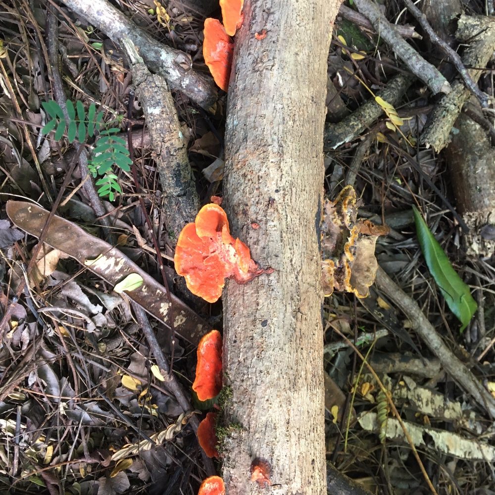 Waimano Loop Trail - Area abounds with fungi. I believe these are immature "chicken of the woods" mushrooms. - Hiking Near Me - Pearl City, Hawaii Waimano Loop Trail - Area abounds with fungi. I believe these are immature "chicken of the woods" mushrooms. - Hiking Near Me - Pearl City, Hawaii