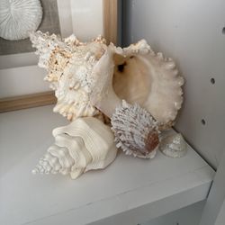 Sea Shell Man