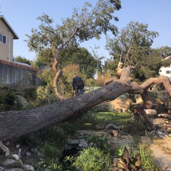 Anthony's Tree Service - Tree Services Near Me - Chino, California