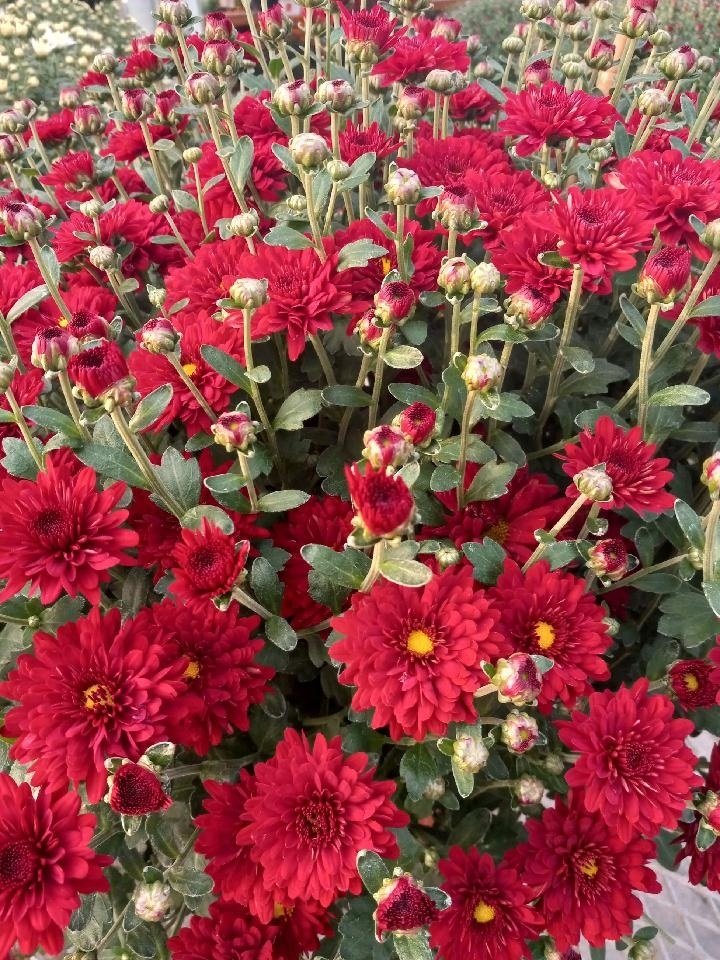 BRINKMAN’S CANNERY & GREENHOUSES Updated September 2024 12 Photos