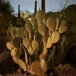 Las Noches de Las Luminarias - Another beautiful cactus