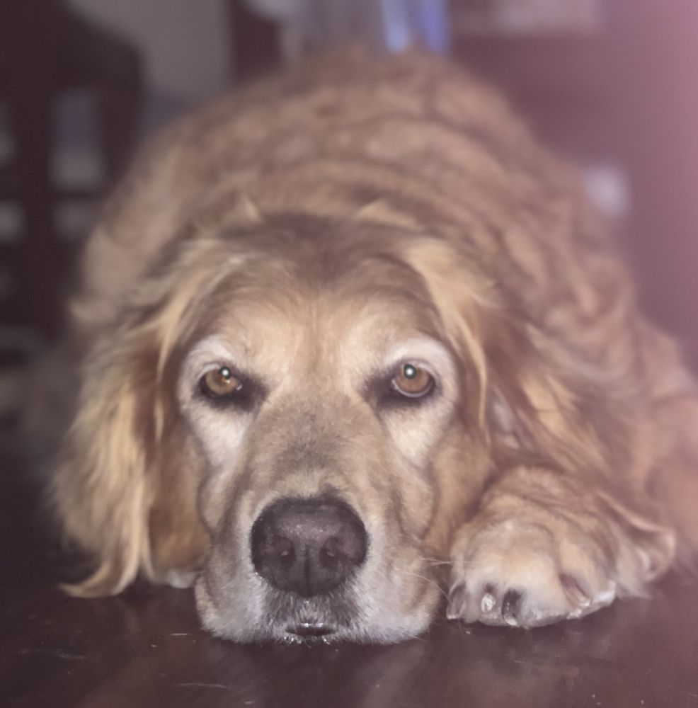 CLIPNDIP GROOMING Updated October 2024 38 Photos & 34 Reviews