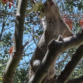 Romero's Tree & Landscaping Services - squirrel in tree - Tree Services Near Me - Orange, California Romero's Tree & Landscaping Services - squirrel in tree - Tree Services Near Me - Orange, California
