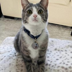 Ten Lives Club - My beautiful Calliope aka Callie