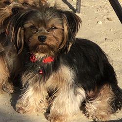 Brendas Doggie Dos