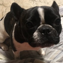 Salt Creek Frenchies