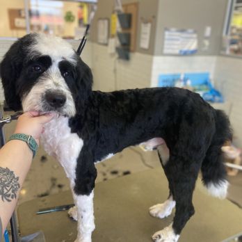 Petco - Ace - Pet Training Near Me - Poplar Bluff, Missouri