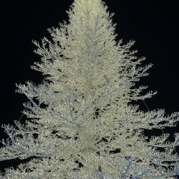 Huge tree that you can actually see when driving on the freeway! Huge tree that you can actually see when driving on the freeway!