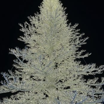 Enchant - San Jose - Huge tree that you can actually see when driving on the freeway! - Festivals Near Me - San Jose, California Enchant - San Jose - Huge tree that you can actually see when driving on the freeway! - Festivals Near Me - San Jose, California