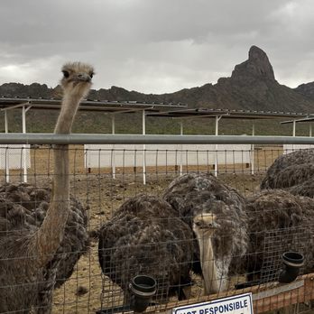 Rooster Cogburn Ostrich Ranch - Petting Zoos Near Me - Picacho, Arizona Rooster Cogburn Ostrich Ranch - Petting Zoos Near Me - Picacho, Arizona